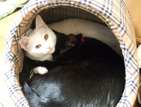 chiro-mikanyan.jpg