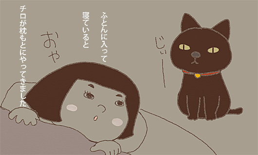ふとんに入って寝ていると、チロが枕もとにやってきました
